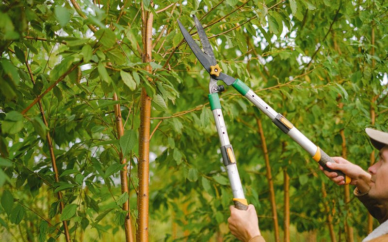 Tree trimming in Swedesburg, IA